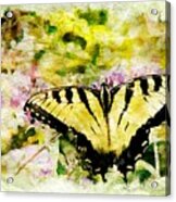 Yellow Butterfly Acrylic Print