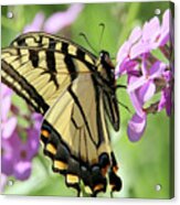 Yellow Butterfly Acrylic Print