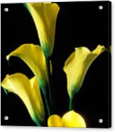 Yellow Calla Lilies Acrylic Print