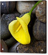 Yellow Calla Lily On Rocks Acrylic Print