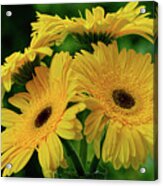 Yellow Chrysanthemums By Kaye Menner Acrylic Print