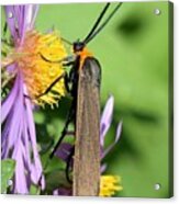Yellow-collared Scape Moth Acrylic Print