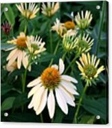 Yellow Coneflower Acrylic Print