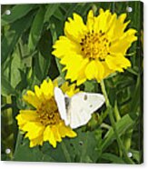 Yellow Cow Pen Daisies With White Butterfly Acrylic Print
