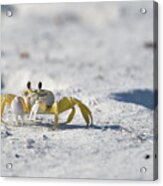 Yellow Crab Acrylic Print