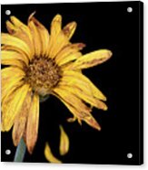 Yellow Dahlia Withered Flower With Petals Acrylic Print