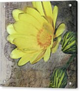 Yellow Daisy On Vintage 1916 Postcard Acrylic Print