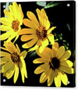 Yellow Dasies Acrylic Print