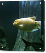 Yellow Fish In Tank Acrylic Print