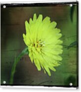 Yellow Flower Acrylic Print