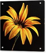 Yellow Gazania Flower Acrylic Print