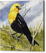 Yellow-headed Blackbird Acrylic Print