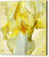 Yellow Mist Iris Acrylic Print