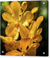 Yellow Orchid Acrylic Print