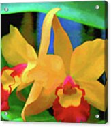 Yellow Orchid Acrylic Print