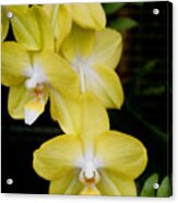 Yellow Orchids Acrylic Print