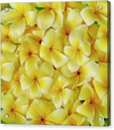 Yellow Plumerias Acrylic Print