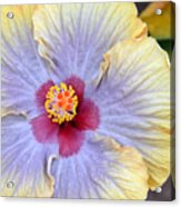 Yellow Purple Hibiscus 3 Acrylic Print
