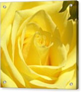 Yellow Rose Acrylic Print