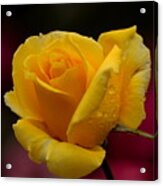 Yellow Rose With Spring Raindrops Acrylic Print