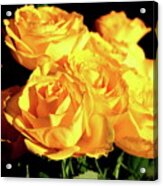 Yellow Roses Acrylic Print