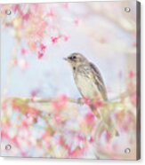 Yellow-rumped Warbler In Spring Blossoms Acrylic Print