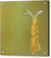 Yellow Shrimp Flower Acrylic Print