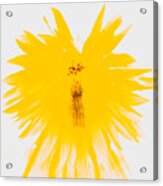 Yellow Splodge Acrylic Print
