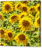 Yellow Sunflowers Acrylic Print