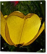 Yellow Tulip 2 Acrylic Print