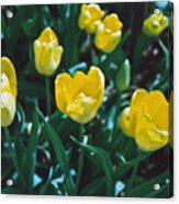 Yellow Tulips--film Image Acrylic Print
