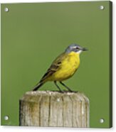 Yellow Wagtail Perching On The Roundpole A Close-up Acrylic Print