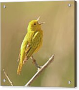 Yellow Warbler Song Acrylic Print