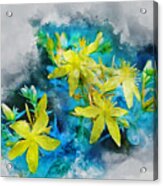 Yellow Wildflower Acrylic Print