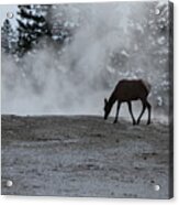 Yellowstone 5456 Acrylic Print
