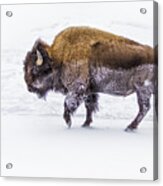 Yellowstone Bison Acrylic Print