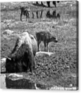 Yellowstone Bison Reflections Black And White Acrylic Print