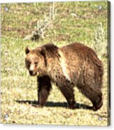 Yellowstone Grizzly Cub 2018 Acrylic Print