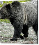 Yellowstone Grizzly Mid-stride Acrylic Print