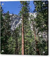 Yosemite Pine Tree Acrylic Print