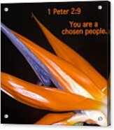 You Are A Chosen People. 1 Peter 2-9 Acrylic Print