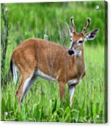 Young Buck Acrylic Print