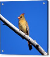 Young Cardinal Bird Acrylic Print