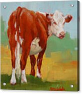 Young Cow Acrylic Print