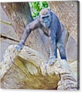 Young Gorilla In San Diego Zoo Safari Park Near Escondidio,  California Acrylic Print