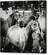 Young Horses On The Pasture Acrylic Print