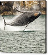 Young Humpback Whale Breaching For Fun Acrylic Print