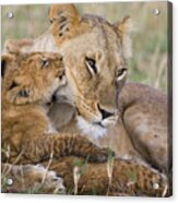 Young Lion Cub Nuzzling Mom Acrylic Print