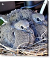 Young Mourning Dove Squab Acrylic Print