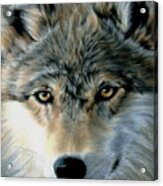 Young Wolf Acrylic Print